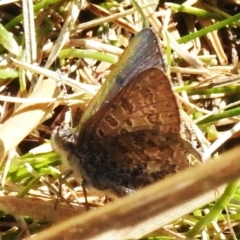 Paralucia spinifera (Bathurst or Purple Copper Butterfly) at Namadgi National Park - 1 Sep 2023 by JohnBundock