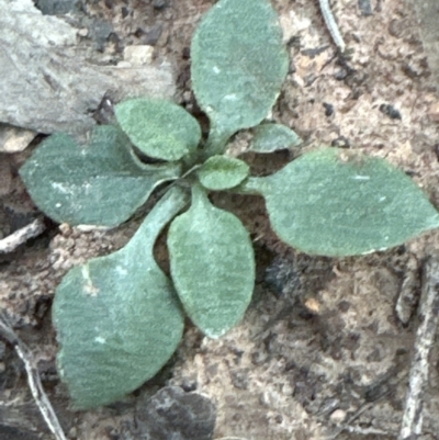 Speculantha rubescens (Blushing Tiny Greenhood) at Aranda, ACT - 1 Sep 2023 by lbradley