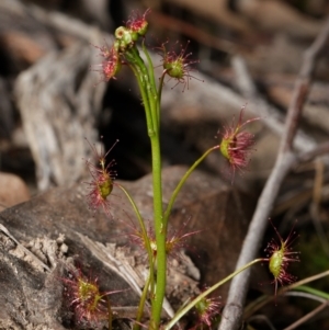 Drosera auriculata at Canberra Central, ACT - 1 Sep 2023