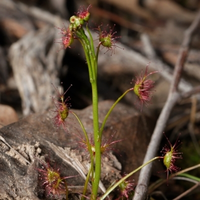 Drosera auriculata (Tall Sundew) at Black Mountain - 1 Sep 2023 by RobertD