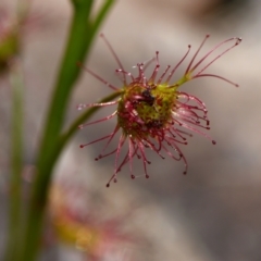 Drosera auriculata at Canberra Central, ACT - 1 Sep 2023