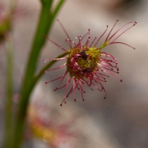 Drosera auriculata at Canberra Central, ACT - 1 Sep 2023