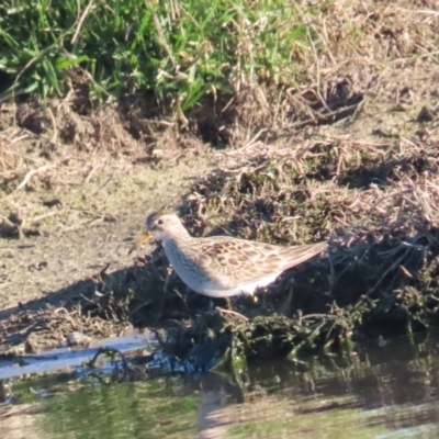 Calidris melanotos (Pectoral Sandpiper) at Jerrabomberra Wetlands - 1 Sep 2023 by BenW