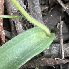 Glossodia major (Wax Lip Orchid) at Belconnen, ACT - 1 Sep 2023 by lbradley