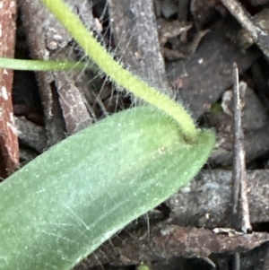 Glossodia major at Aranda, ACT - 1 Sep 2023