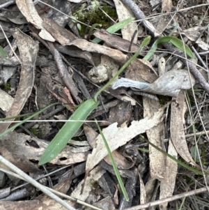 Glossodia major at Aranda, ACT - 1 Sep 2023