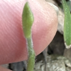 Glossodia major at Aranda, ACT - 1 Sep 2023