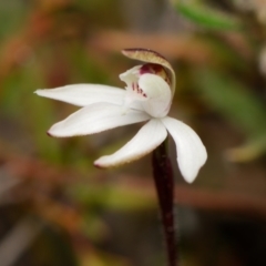 Caladenia fuscata (Dusky Fingers) at Canberra Central, ACT - 1 Sep 2023 by RobertD