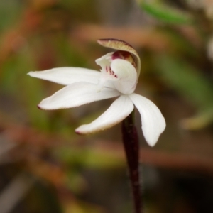 Caladenia fuscata at Canberra Central, ACT - 1 Sep 2023