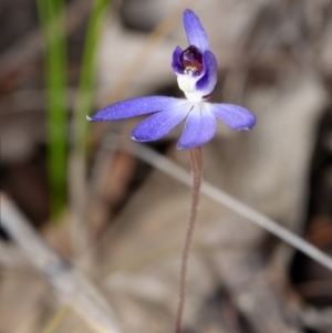 Cyanicula caerulea at Canberra Central, ACT - suppressed