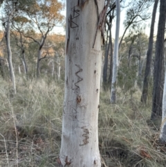 Eucalyptus rossii (Inland Scribbly Gum) at Belconnen, ACT - 1 Sep 2023 by lbradley