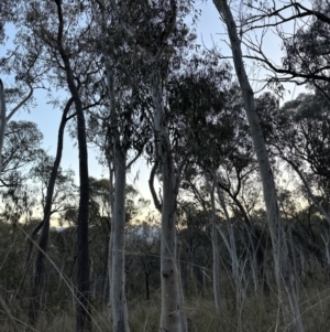 Eucalyptus rossii at Belconnen, ACT - 1 Sep 2023