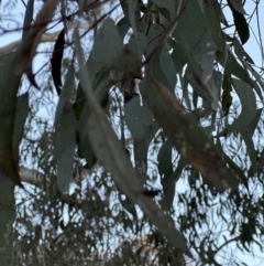 Eucalyptus rossii at Belconnen, ACT - 1 Sep 2023
