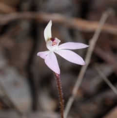 Caladenia fuscata (Dusky Fingers) at Canberra Central, ACT - 1 Sep 2023 by RobertD