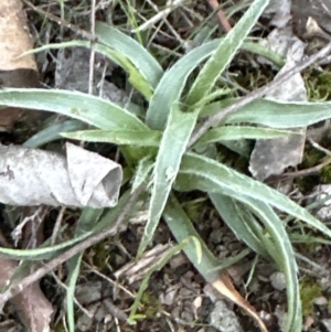 Luzula sp. at Aranda, ACT - 1 Sep 2023 05:37 PM