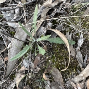 Senecio sp. at Aranda, ACT - 1 Sep 2023