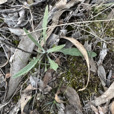 Senecio sp. (A Fireweed) at Belconnen, ACT - 1 Sep 2023 by lbradley