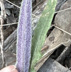 Senecio sp. at Aranda, ACT - 1 Sep 2023