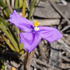 Patersonia sp. at Vincentia, NSW - 13 Jul 2023