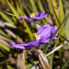 Patersonia sp. at Vincentia, NSW - 13 Jul 2023