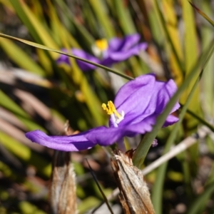 Patersonia sp. at Vincentia, NSW - 13 Jul 2023