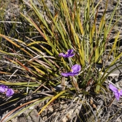 Patersonia sp. at Vincentia, NSW - 13 Jul 2023