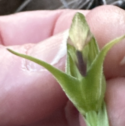 Pterostylis nutans (Nodding Greenhood) at Point 49 - 1 Sep 2023 by lbradley