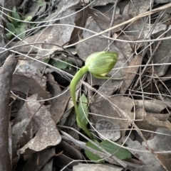 Pterostylis nutans at Belconnen, ACT - 1 Sep 2023
