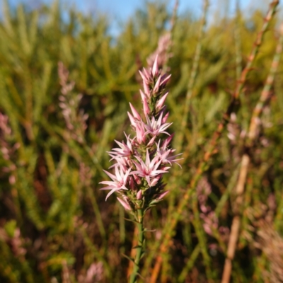 Sprengelia incarnata (Pink Swamp-heath) at Jervis Bay National Park - 13 Jul 2023 by RobG1