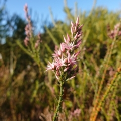 Sprengelia incarnata at Vincentia, NSW - suppressed