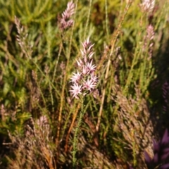 Sprengelia incarnata at Vincentia, NSW - suppressed