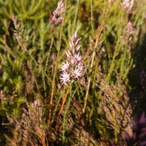 Sprengelia incarnata at Vincentia, NSW - 13 Jul 2023