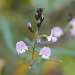 Glycine clandestina (Twining Glycine) at Callala Beach, NSW - 14 Jul 2023 by RobG1