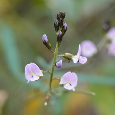 Glycine clandestina (Twining Glycine) at Callala Creek Bushcare - 13 Jul 2023 by RobG1