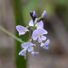 Glycine clandestina at Callala Beach, NSW - 14 Jul 2023