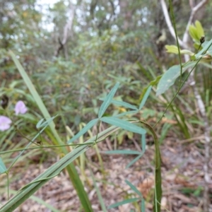 Glycine clandestina at Callala Beach, NSW - 14 Jul 2023 09:57 AM