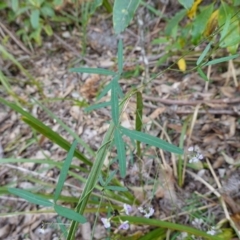 Glycine clandestina at Callala Beach, NSW - 14 Jul 2023