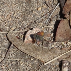 Paralucia crosbyi (Violet Copper Butterfly) at Namadgi National Park - 1 Sep 2023 by GirtsO