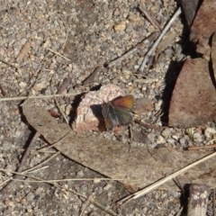 Paralucia spinifera (Bathurst or Purple Copper Butterfly) at Namadgi National Park - 1 Sep 2023 by GirtsO