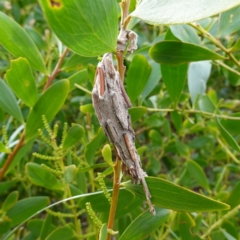 Psychidae IMMATURE (Unidentified Case moth or Bagworm) at Callala Beach, NSW - 14 Jul 2023 by RobG1