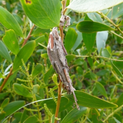 Psychidae IMMATURE (Unidentified Case moth or Bagworm) at Callala Creek Bushcare - 14 Jul 2023 by RobG1