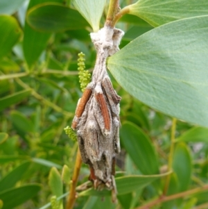 Metura elongatus at Callala Beach, NSW - 14 Jul 2023 10:37 AM
