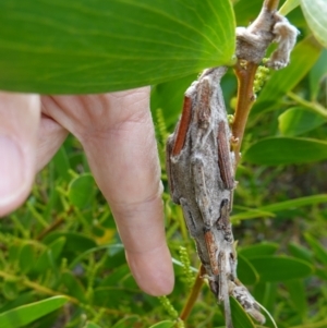 Metura elongatus at Callala Beach, NSW - 14 Jul 2023 10:37 AM