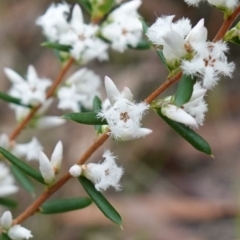 Leucopogon ericoides (Pink Beard-Heath) at Callala Creek Bushcare - 14 Jul 2023 by RobG1