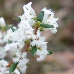 Styphelia ericoides at Callala Beach, NSW - 14 Jul 2023