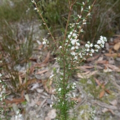 Styphelia ericoides at Callala Beach, NSW - 14 Jul 2023