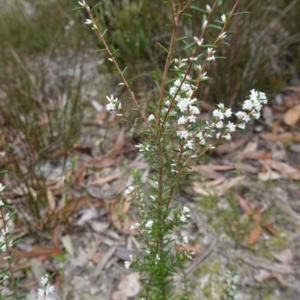 Leucopogon ericoides at Callala Beach, NSW - 14 Jul 2023