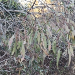 Eucalyptus bridgesiana (Apple Box) at Isaacs Ridge - 1 Sep 2023 by Mike