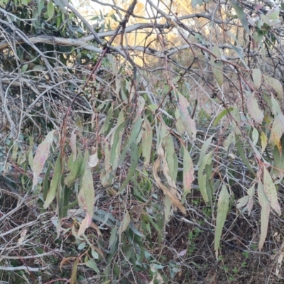 Eucalyptus bridgesiana (Apple Box) at Isaacs Ridge and Nearby - 1 Sep 2023 by Mike