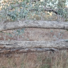 Eucalyptus bridgesiana at Jerrabomberra, ACT - 1 Sep 2023